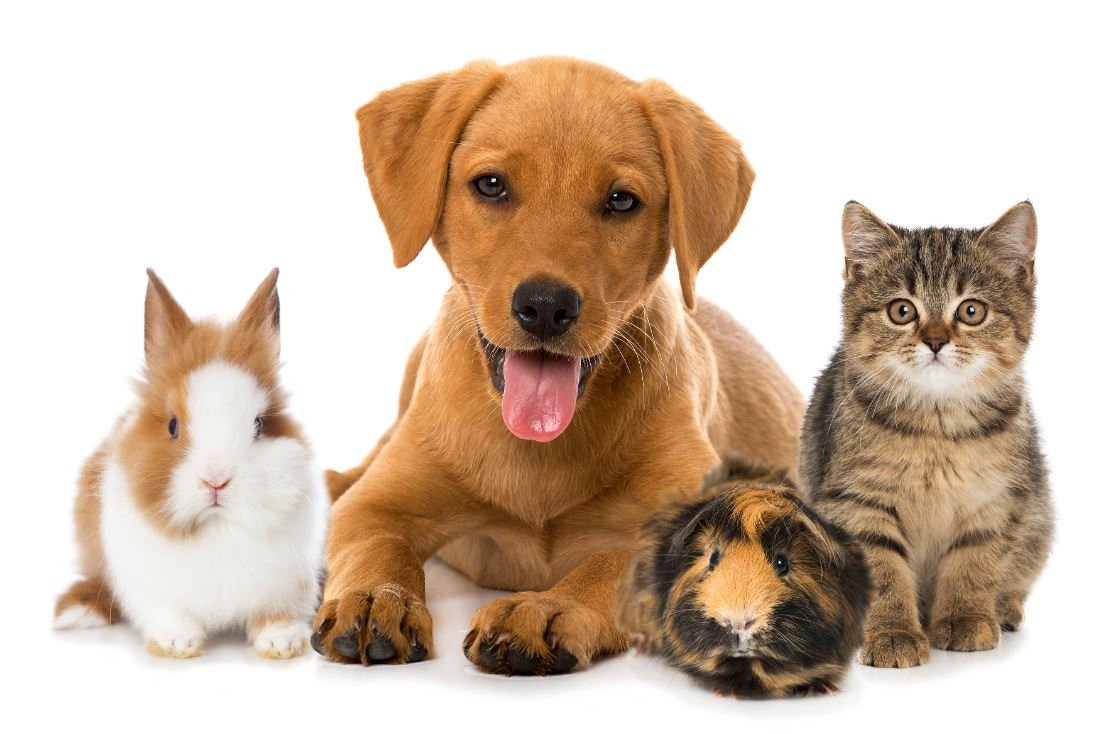 best pet insurance for multiple pets