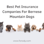 Best Pet Insurance Companies For Bernese Mountain Dogs