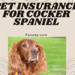 Pet Insurance for Cocker Spaniel