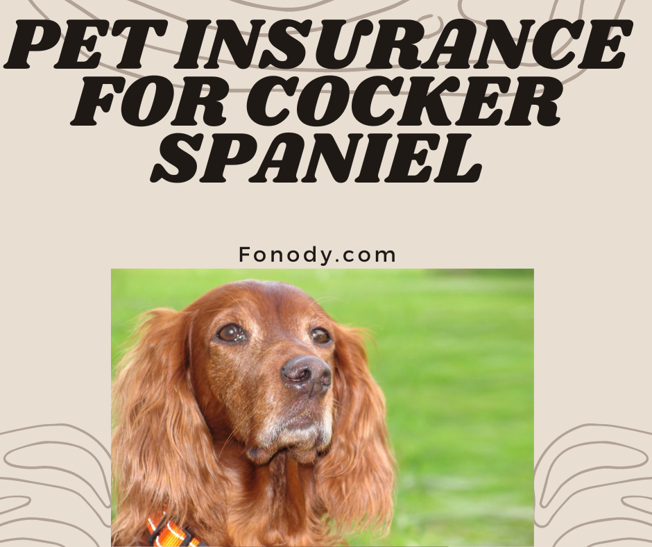 Pet Insurance for Cocker Spaniel